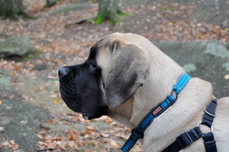 Mastiff Napolitan: Gigantul Bland cu un Instinct Puternic de Protectie